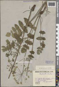 Бедренец камнеломковый, Бедренец-камнеломка L., Восточная Европа, Средневолжский район (E8) (Россия)