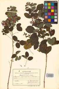 Леспедеца двуцветная Turcz., Сибирь, Дальний Восток (S6) (Россия)