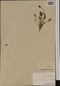 Oreomecon radicatum subsp. radicatum, Западная Европа (EUR) (Шпицберген и Ян-Майен)