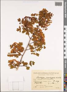 Боярышник пятипестичный Waldst. & Kit. ex Willd., Кавказ, Грузия (K4) (Грузия)
