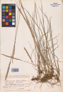 Koeleria pyramidata subsp. pyramidata, Восточная Европа, Центральный район (E4) (Россия)
