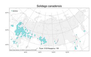 Solidago canadensis, Золотарник канадский L., Атлас флоры России (FLORUS) (Россия)