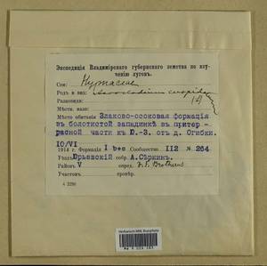 Calliergonella cuspidata (Hedw.) Loeske, Гербарий мохообразных, Мхи - Центральное Нечерноземье (B6) (Россия)