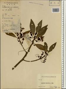 Bontia bontioides (A. Gray) L.V. Aver'yanov, Зарубежная Азия (ASIA) (КНР)