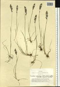 Koeleria spicata subsp. spicata, Сибирь, Алтай и Саяны (S2) (Россия)