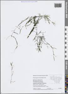 Рдест Берхтольда Fieber, Восточная Европа, Центральный район (E4) (Россия)