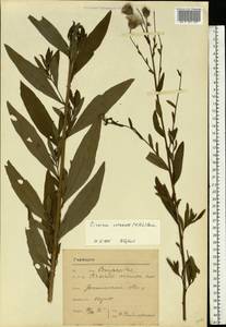 Cirsium arvense var. integrifolium Wimm. & Grab., Восточная Европа, Московская область и Москва (E4a) (Россия)