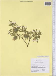 Physalis longifolia Nutt., Америка (AMER) (США)