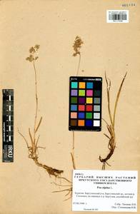 Мятлик альпийский L., Сибирь, Прибайкалье и Забайкалье (S4) (Россия)