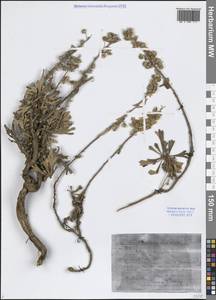 Полынь куроголовчатая, Полынь заячьеголовая (Fisch. ex Besser) DC., Сибирь, Дальний Восток (S6) (Россия)