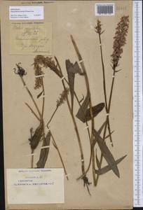Dactylorhiza maculata subsp. fuchsii (Druce) Hyl., Восточная Европа, Восточный район (E10) (Россия)