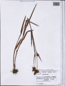 Fuirena simplex Vahl, Америка (AMER) (США)