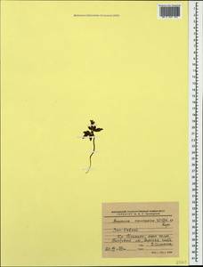 Ветреница кавказская Willd. ex Rupr., Кавказ, Краснодарский край и Адыгея (K1a) (Россия)