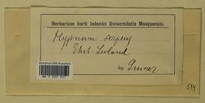 Amblystegium serpens (Hedw.) Schimp., Гербарий мохообразных, Мхи - Прибалтика (B1) (Неизвестно)