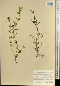 Scutellaria scordifolia Fisch. ex Schrank, Монголия (MONG) (Монголия)