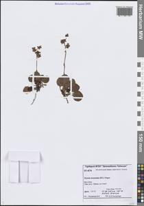 Pyrola asarifolia subsp. incarnata (DC.) A.E.Murray, Сибирь, Центральная Сибирь (S3) (Россия)