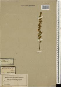Полынь альпийская Pall. ex Willd., Кавказ, Грузия (K4) (Грузия)
