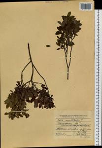 Ива черничная L., Сибирь, Западная Сибирь (S1) (Россия)