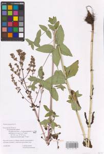 MHA 0 155 684, Котовник голый, Восточная Европа, Центральный район (E4) (Россия)