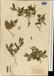 Ива Коха Trautv., Монголия (MONG) (Монголия)