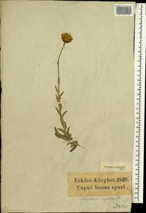 Helipterum virgatum (Willd.) DC., Африка (AFR) (ЮАР)