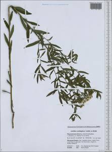 Achillea salicifolia subsp. salicifolia, Восточная Европа, Северный район (E1) (Россия)