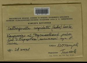 Calliergonella cuspidata (Hedw.) Loeske, Гербарий мохообразных, Мхи - Центральное Нечерноземье (B6) (Россия)