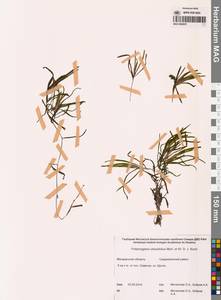 Рдест туполистный Mert. & W.D.J.Koch, Сибирь, Чукотка и Камчатка (S7) (Россия)