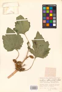 Xanthium orientale var. albinum (Widd.) Adema & M. T. Jansen, Восточная Европа, Средневолжский район (E8) (Россия)
