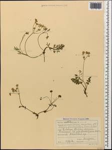 Selinum pauciradiatum (Sommier & Levier) Leute, Кавказ, Ставропольский край, Карачаево-Черкесия, Кабардино-Балкария (K1b) (Россия)