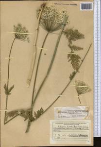 Скалигерия шероховатая (Regel & Schmalh.) Lipsky ex Korovin, Средняя Азия и Казахстан, Памир и Памиро-Алай (M2) (Таджикистан)