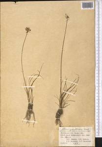Allium gracillimum Vved., Средняя Азия и Казахстан, Западный Тянь-Шань и Каратау (M3) (Киргизия)