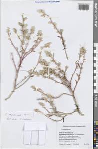 Верблюдка сибирская Iljin, Сибирь, Западная Сибирь (S1) (Россия)