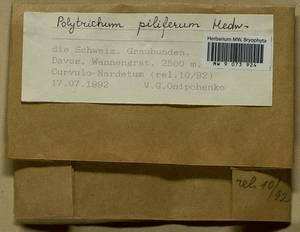 Polytrichum piliferum Hedw., Гербарий мохообразных, Мхи - Западная Европа (BEu) (Швейцария)