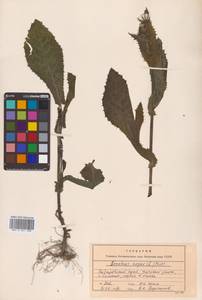 Осот шероховатый, Осот шершавый (L.) Hill, Сибирь, Дальний Восток (S6) (Россия)