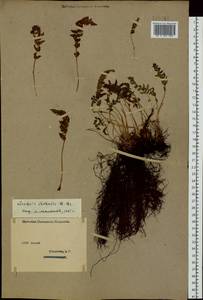 Вудсия эльбская (L.) R.Br., Сибирь, Западный (Казахстанский) Алтай (S2a) (Казахстан)