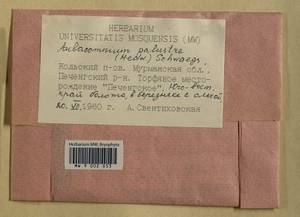 Aulacomnium palustre (Hedw.) Schwägr., Гербарий мохообразных, Мхи - Карелия, Ленинградская и Мурманская области (B4) (Россия)
