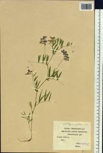 Lathyrus palustris subsp. palustris, Сибирь, Якутия (S5) (Россия)