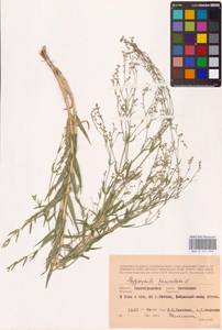 Качим метельчатый L., Восточная Европа, Нижневолжский район (E9) (Россия)