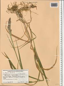 Двукисточник тростниковидный L., Восточная Европа, Белоруссия (E3a) (Белоруссия)