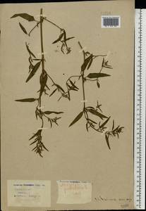 Лебеда раскидистая L., Восточная Европа, Белоруссия (E3a) (Белоруссия)