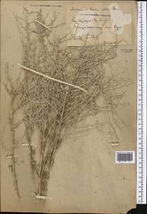 Artemisia herba-alba Asso, Средняя Азия и Казахстан, Сырдарьинские пустыни и Кызылкумы (M7) (Узбекистан)