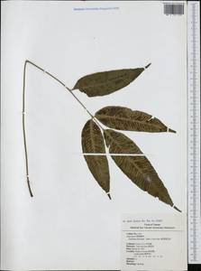 Diplazium donianum (Mett.) Tard., Зарубежная Азия (ASIA) (Тайвань)
