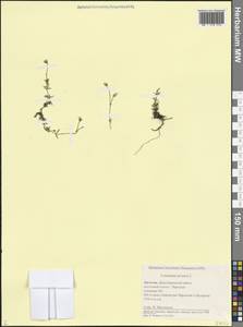 Ясколка полевая L., Кавказ, Дагестан (K2) (Россия)