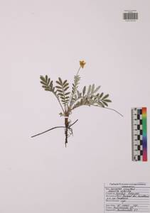 Аргентина гусиная, Лапчатка гусиная, Восточная Европа, Центральный район (E4) (Россия)