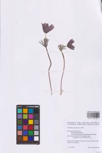 Прострел луговой (L.) Mill., Восточная Европа, Центральный лесостепной район (E6) (Россия)