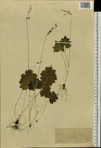 Primula matthioli subsp. matthioli, Сибирь, Прибайкалье и Забайкалье (S4) (Россия)