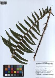 Страусник обыкновенный (L.) Tod., Сибирь, Алтай и Саяны (S2) (Россия)