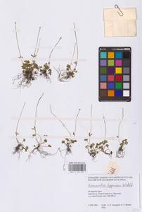 Лютик крошечный Wahlenb., Сибирь, Западная Сибирь (S1) (Россия)