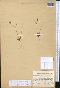 Crepis sancta subsp. sancta, Средняя Азия и Казахстан, Прикаспийский Устюрт и Северное Приаралье (M8) (Казахстан)